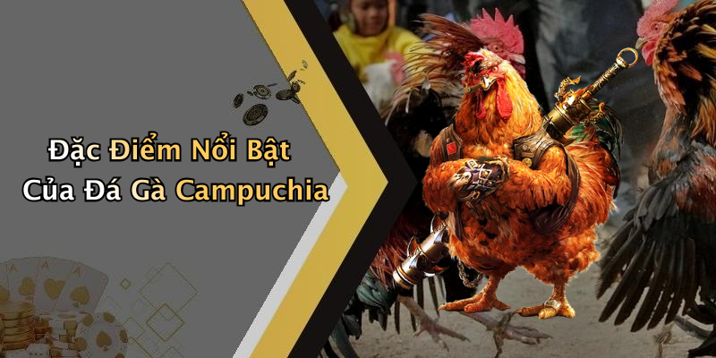 Đặc Điểm Nổi Bật Của Đá Gà Campuchia